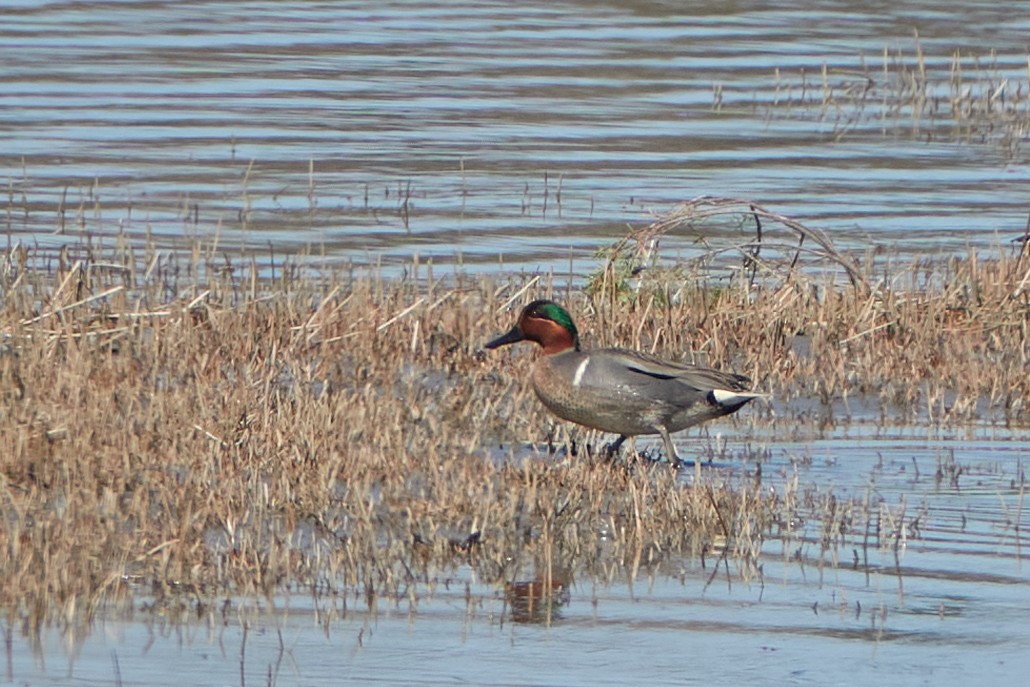 Green-winged Teal - ML448664641