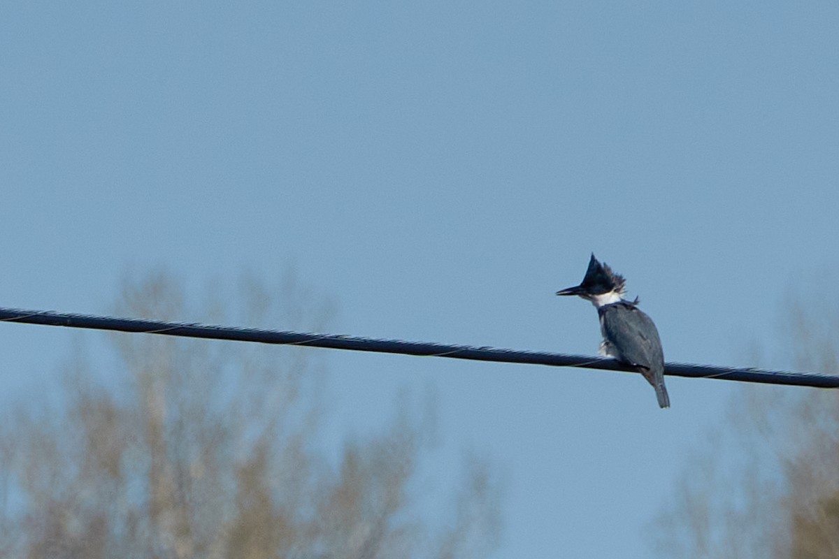 Belted Kingfisher - ML448664961
