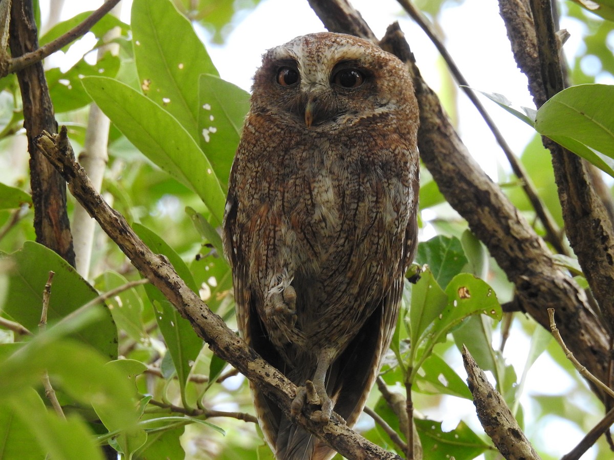 Puerto Rican Owl - Coral Avilés Santiago