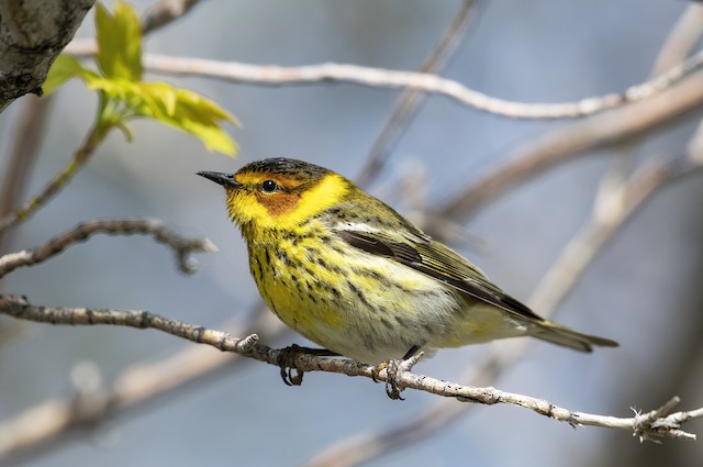 Cape May Warbler ML448672111