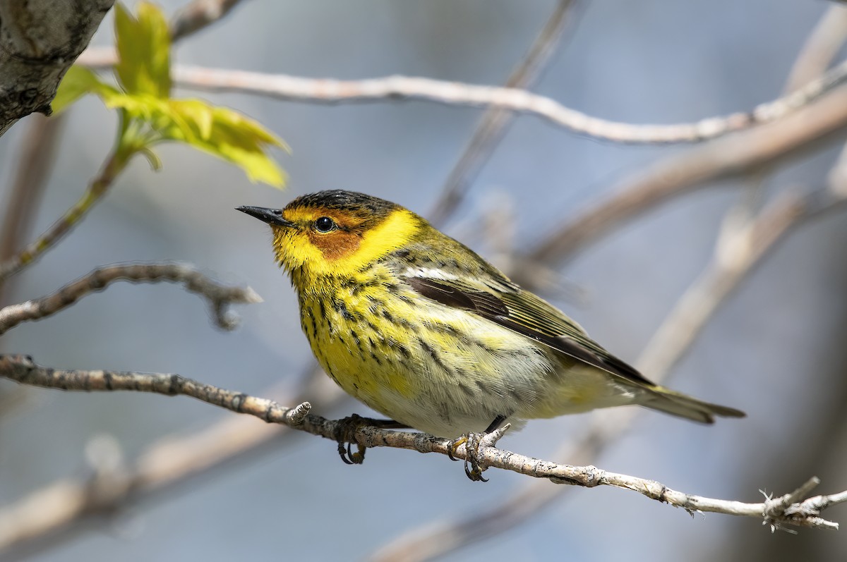 Cape May Warbler - Annie McLeod