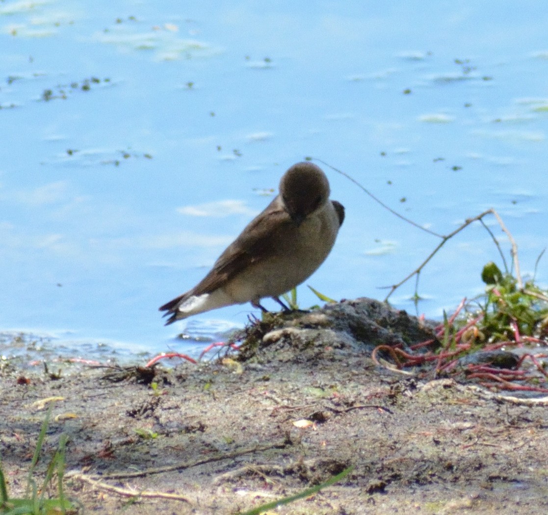 Northern Rough-winged Swallow - ML448673391