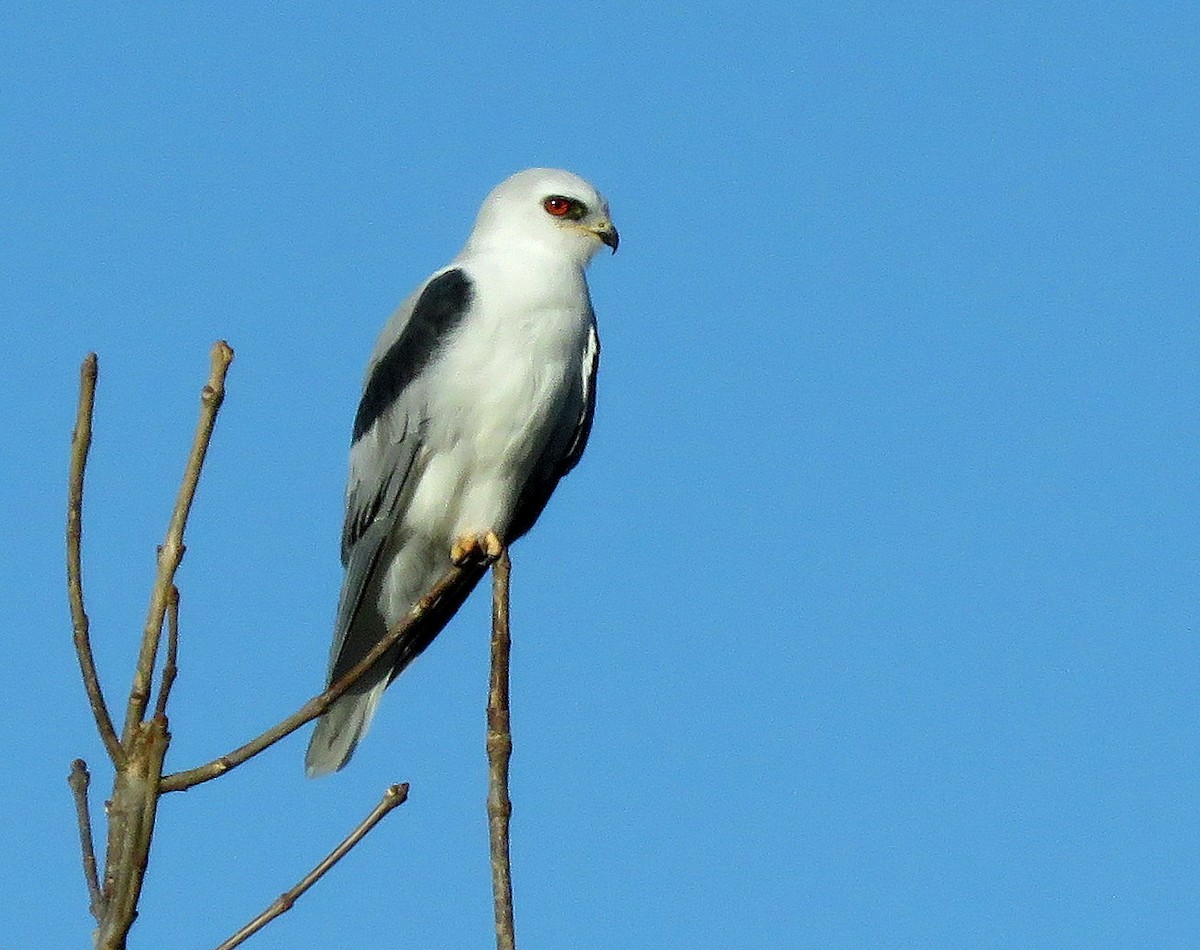 White-tailed Kite - ML448675321