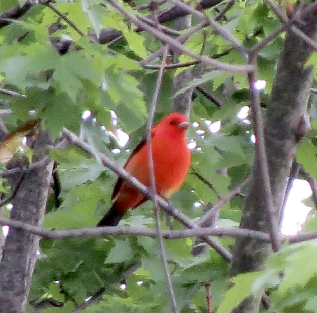 Scarlet Tanager - ML448678251