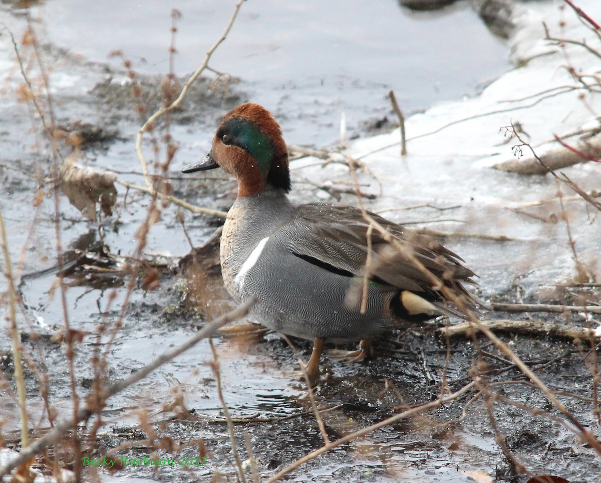 Green-winged Teal - ML44868471