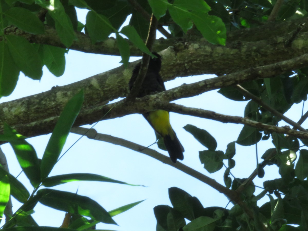 Yellow-rumped Cacique - ML448692061