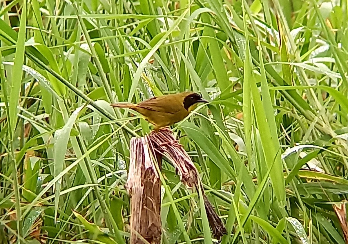 Olive-crowned Yellowthroat - ML448692131