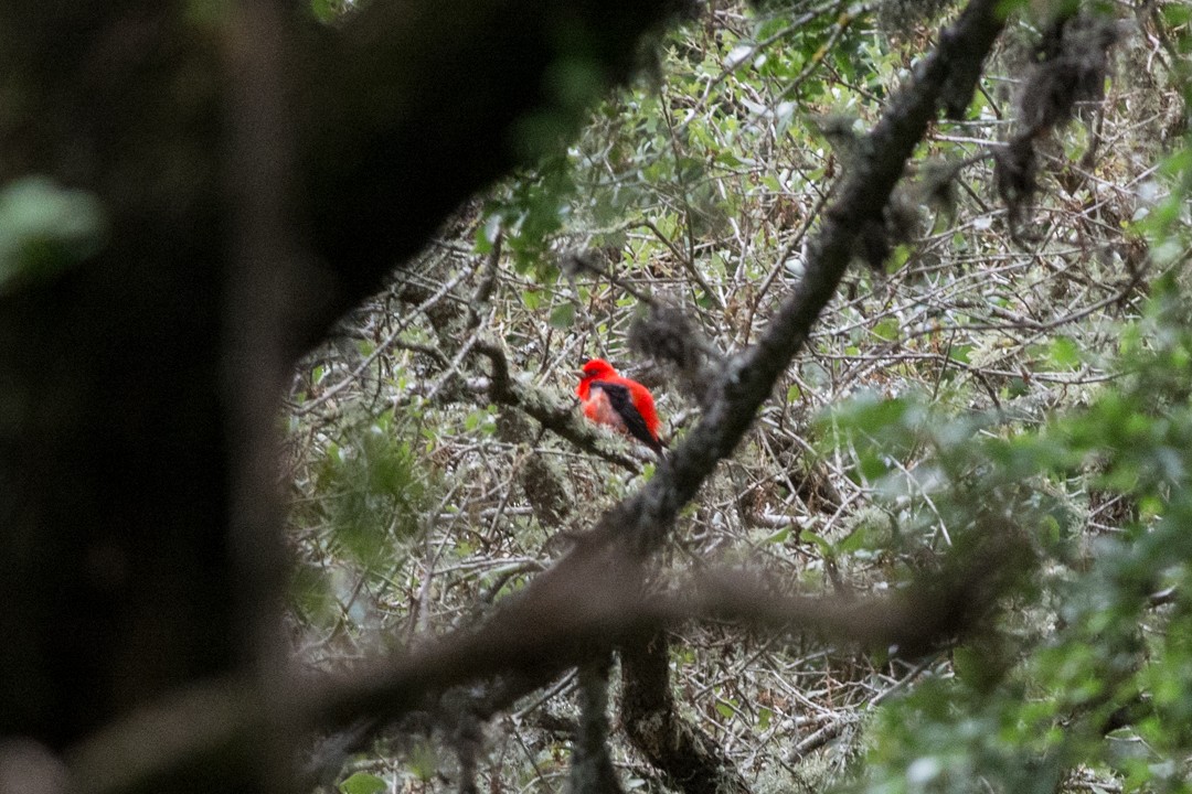 Scarlet Tanager - ML448695341