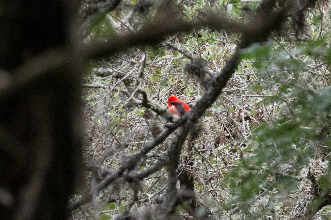 Scarlet Tanager - ML448695371