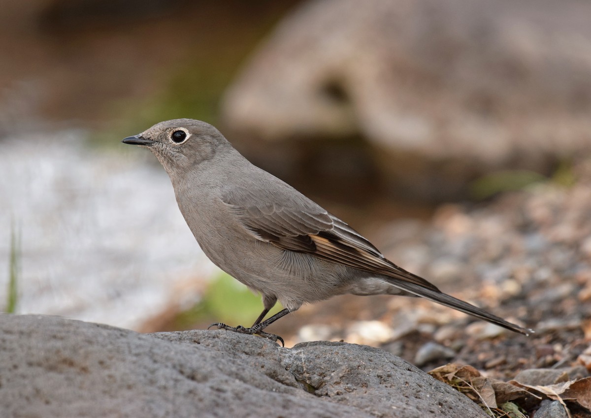 Townsend's Solitaire - Ryan O'Donnell