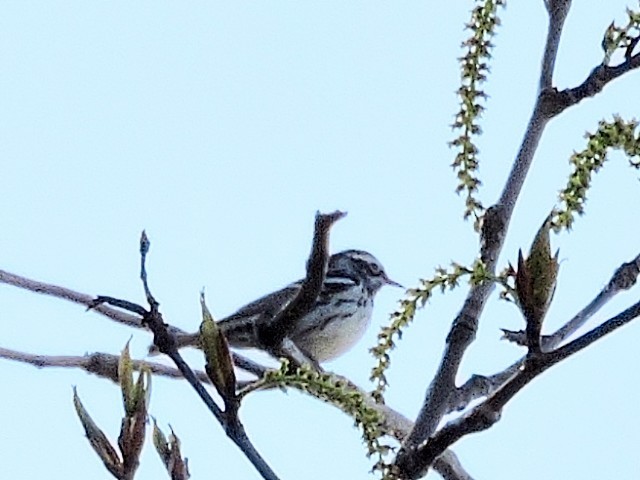 Black-and-white Warbler - ML448699481