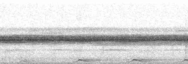 Рораймская совка [группа napensis] - ML4487