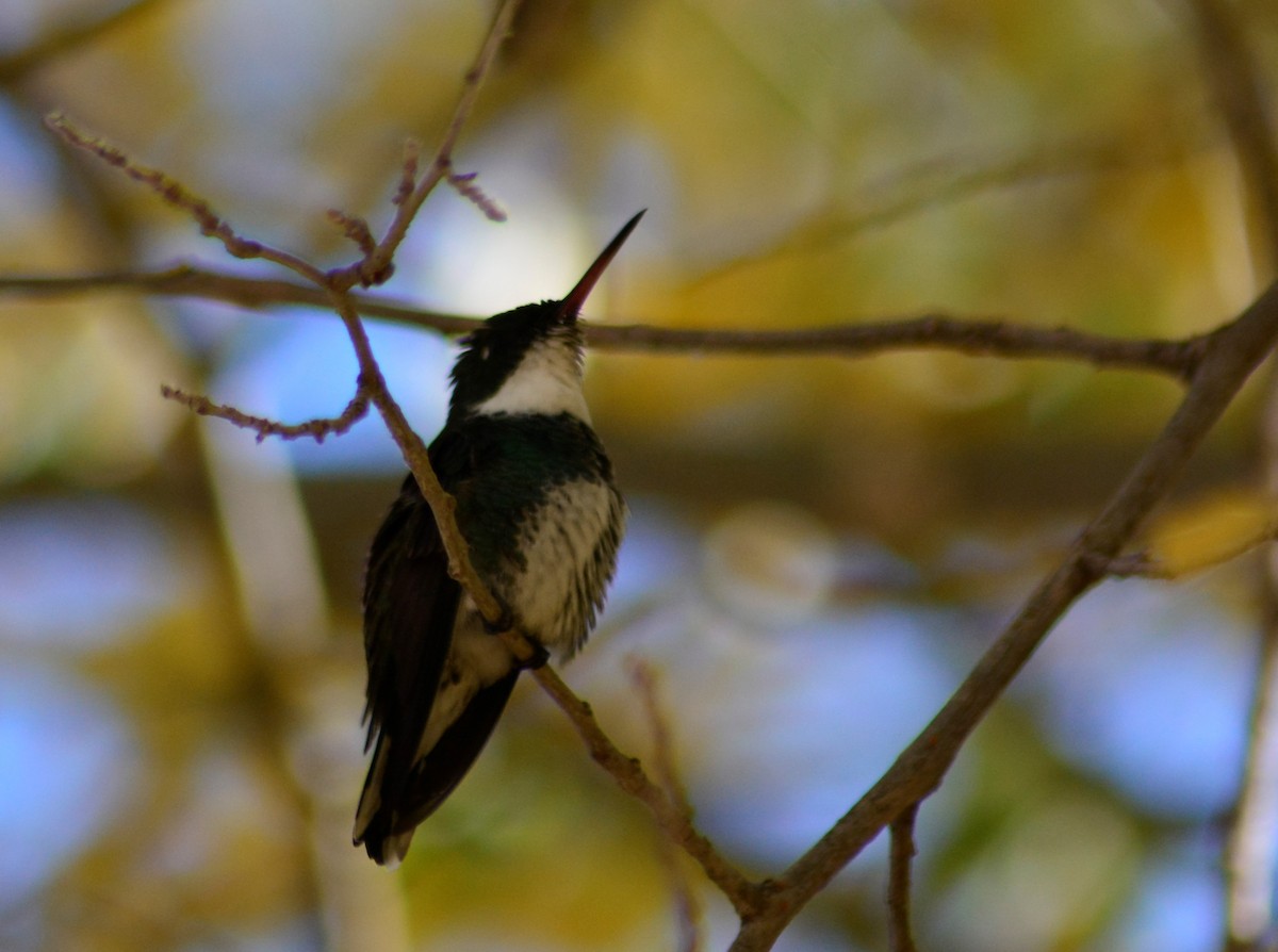 White-throated Hummingbird - ML448704571