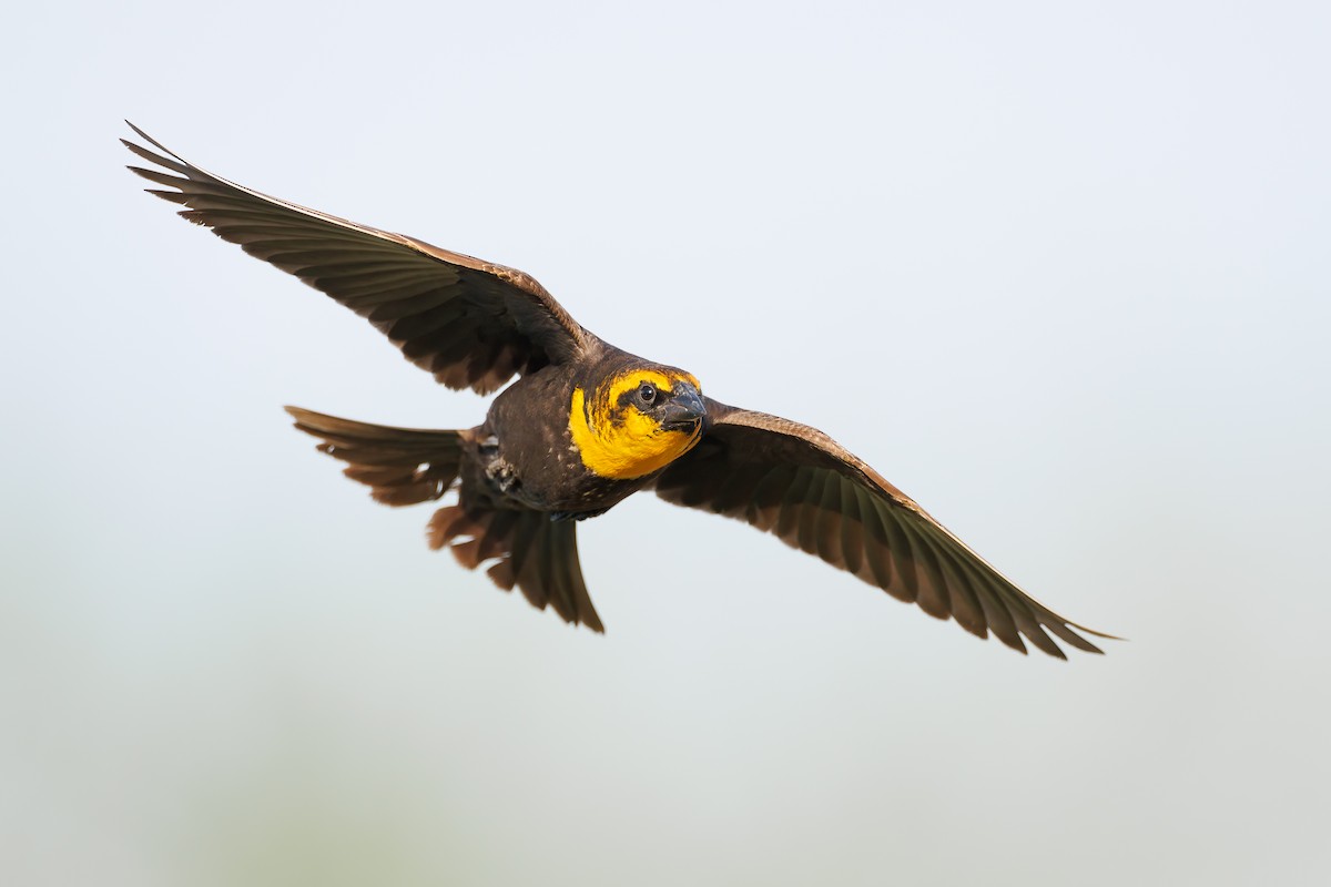 Yellow-headed Blackbird - ML448709021