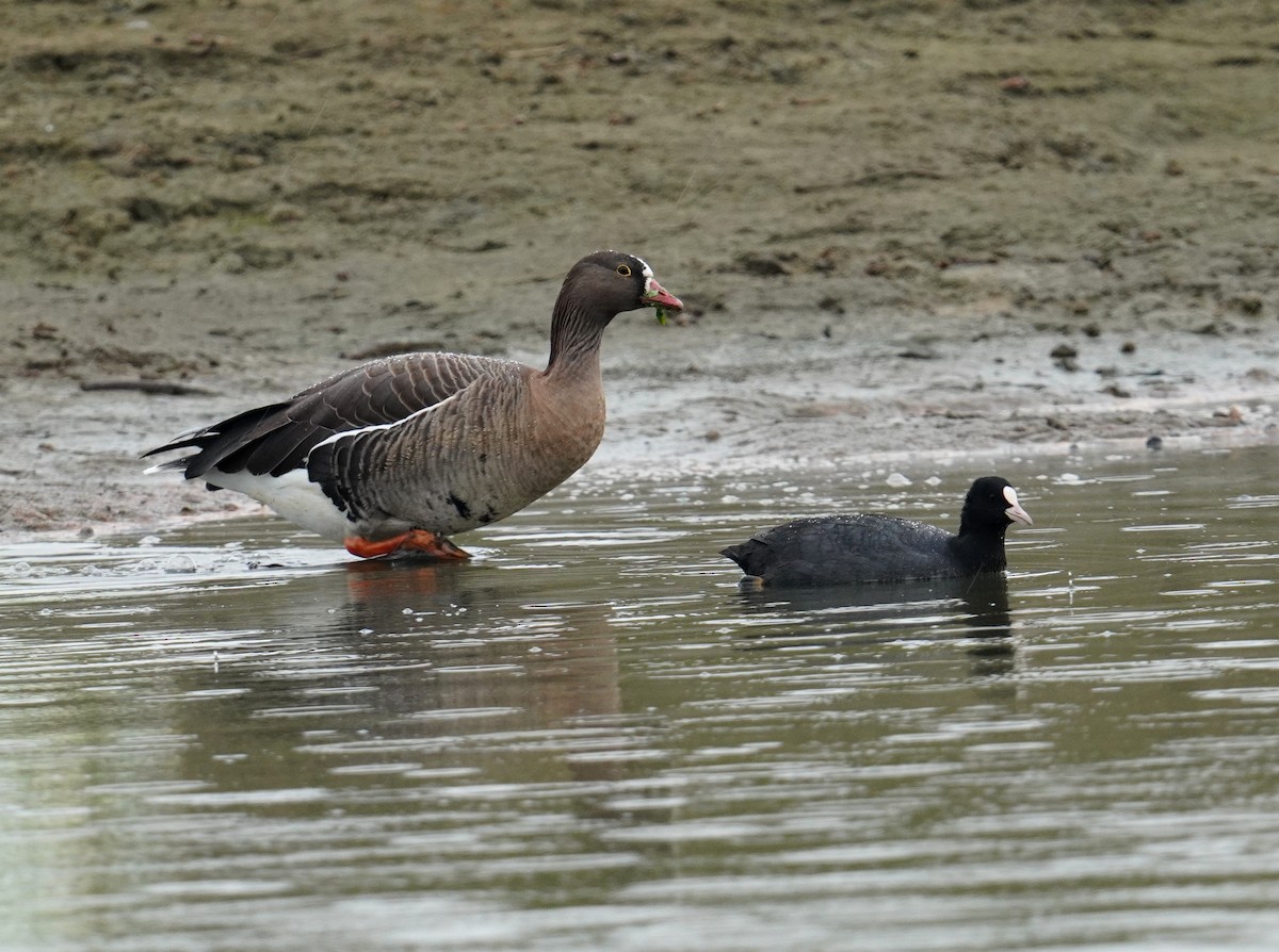 Lesser White-fronted Goose - ML448711711