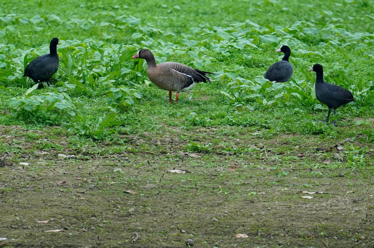 Lesser White-fronted Goose - ML448711851