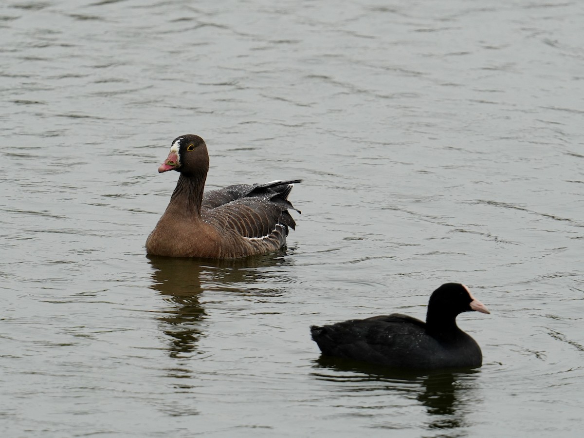 Lesser White-fronted Goose - ML448711861