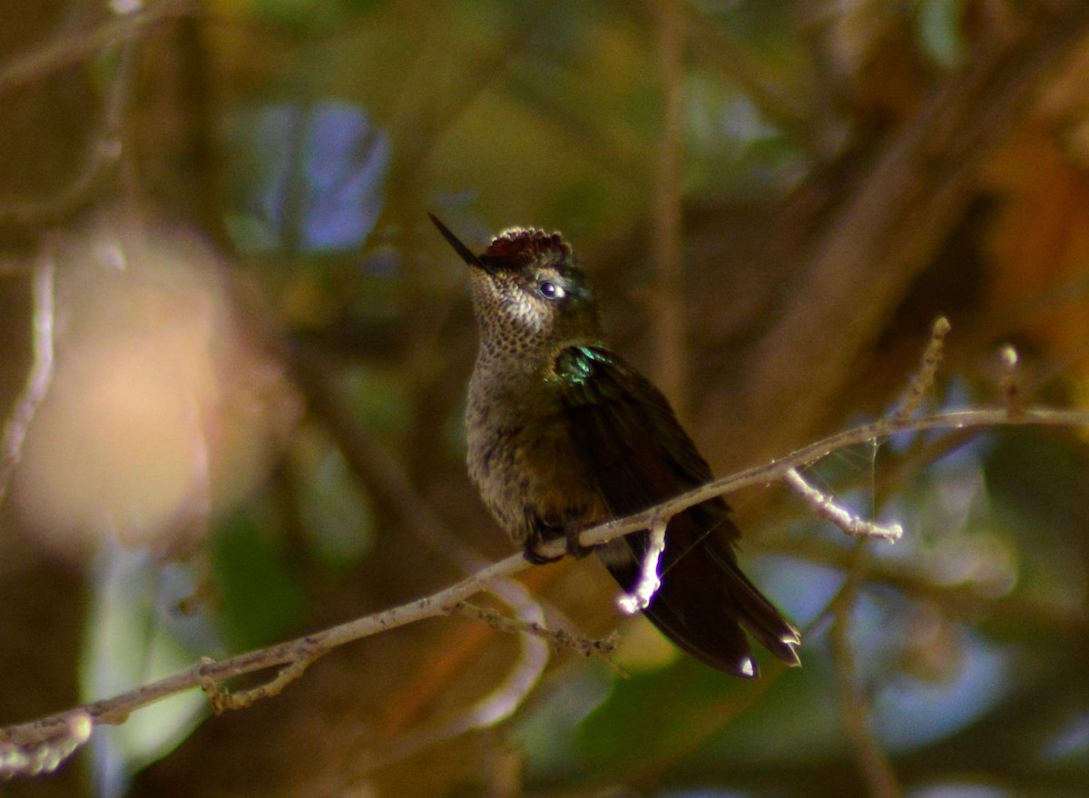Green-backed Firecrown - ML448711881