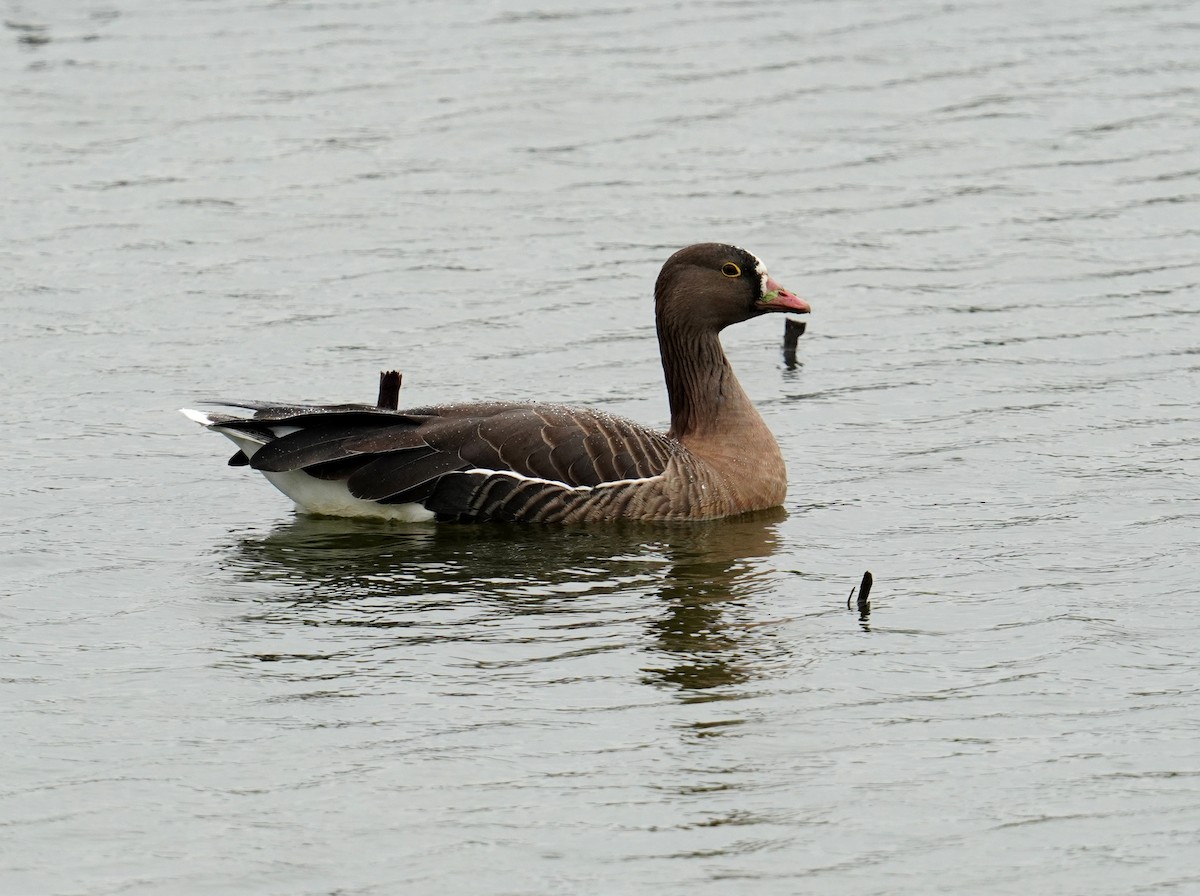 Lesser White-fronted Goose - ML448711931