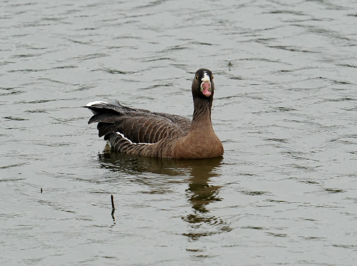Lesser White-fronted Goose - ML448711941