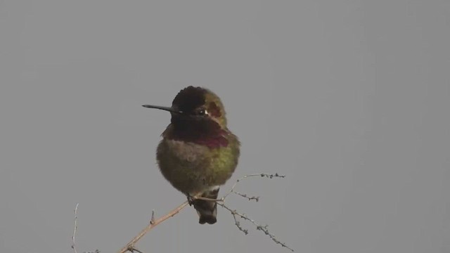 Anna's Hummingbird - ML448713451
