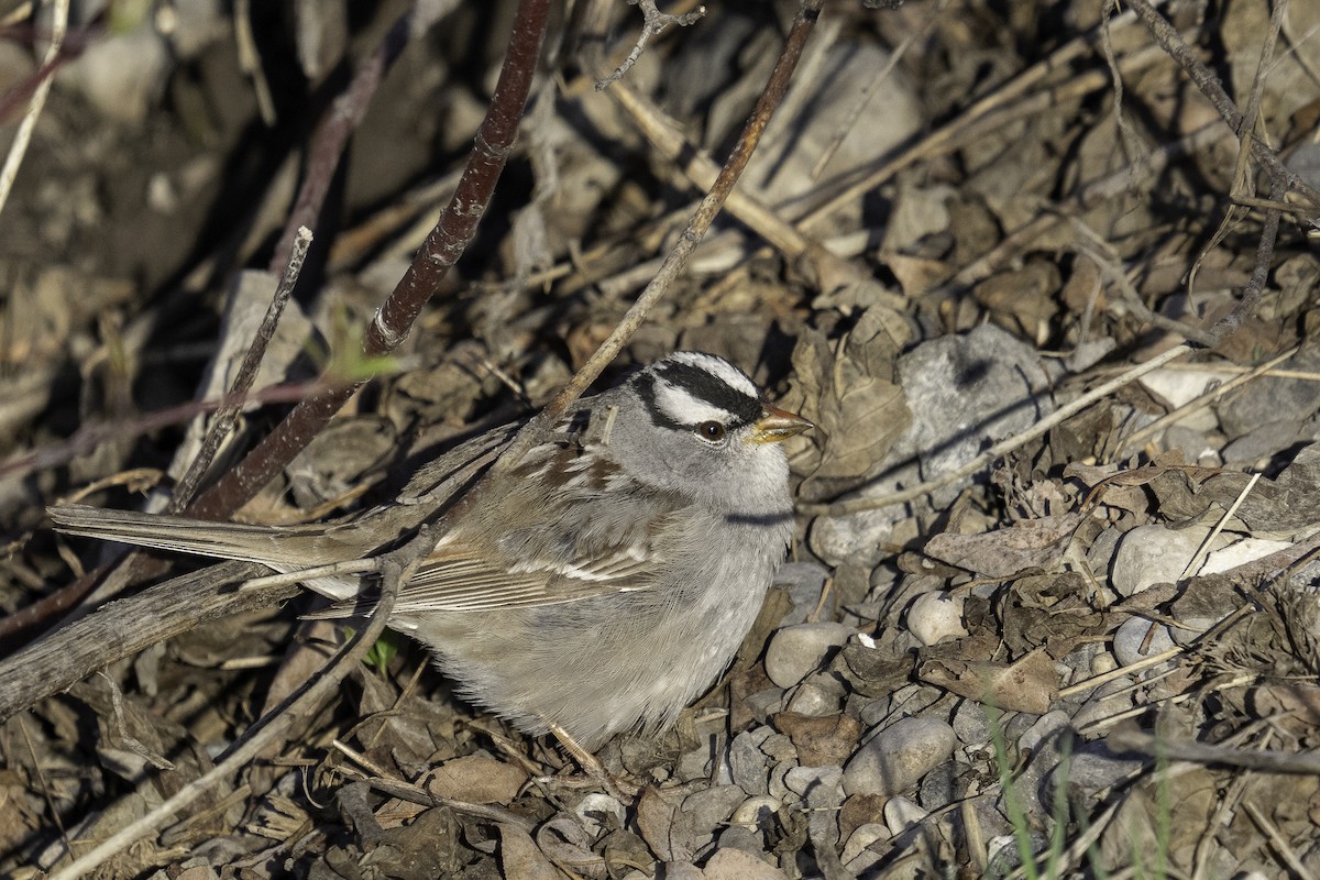 White-crowned Sparrow - ML448716071