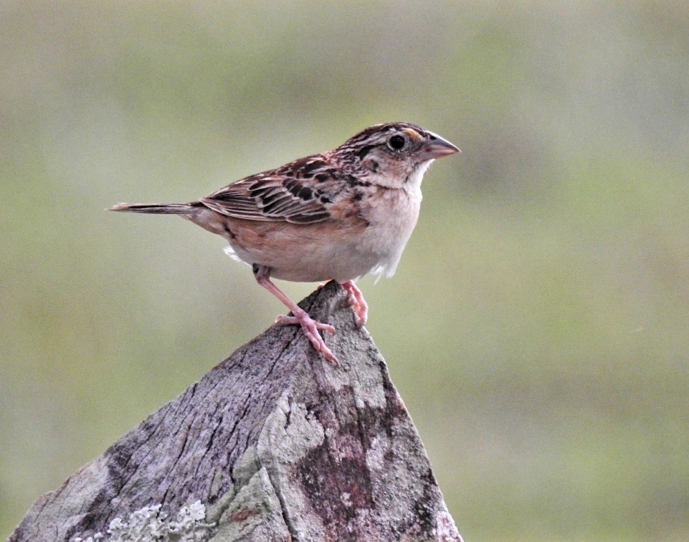 Grasshopper Sparrow - Wagner Fernandez