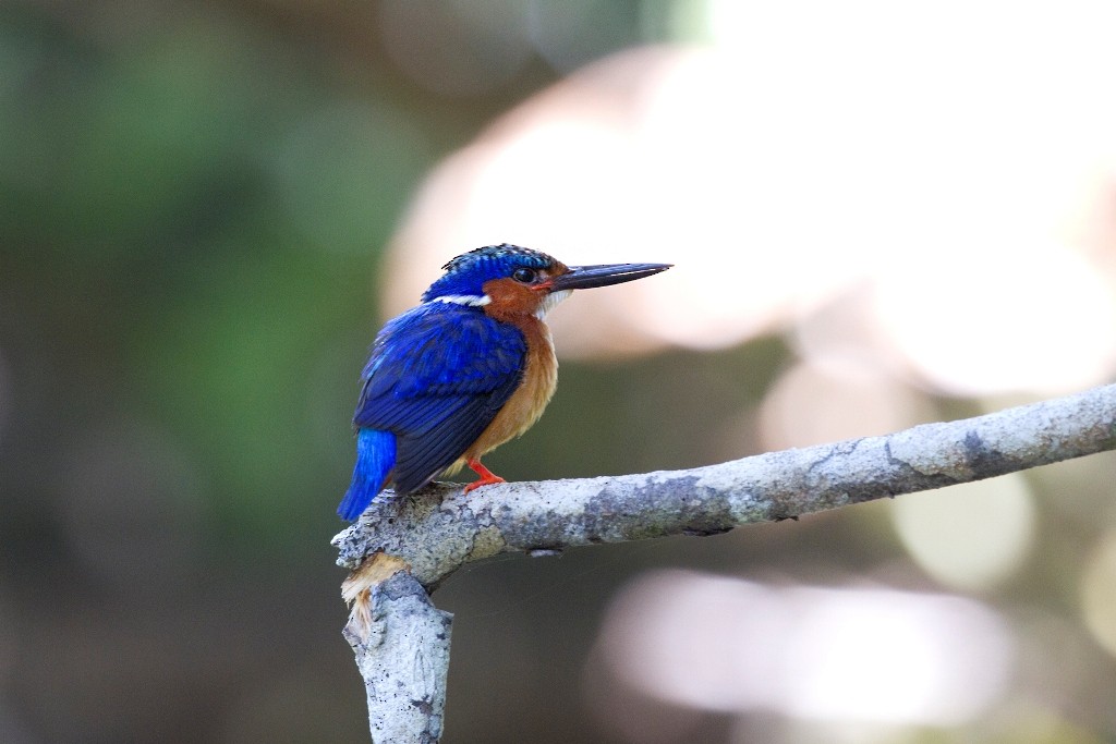 Malagasy Kingfisher - Charley Hesse TROPICAL BIRDING