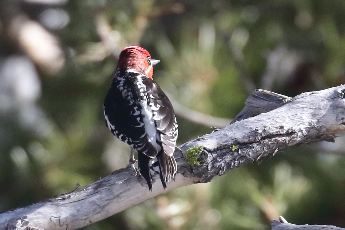 Red-breasted Sapsucker - ML448719221