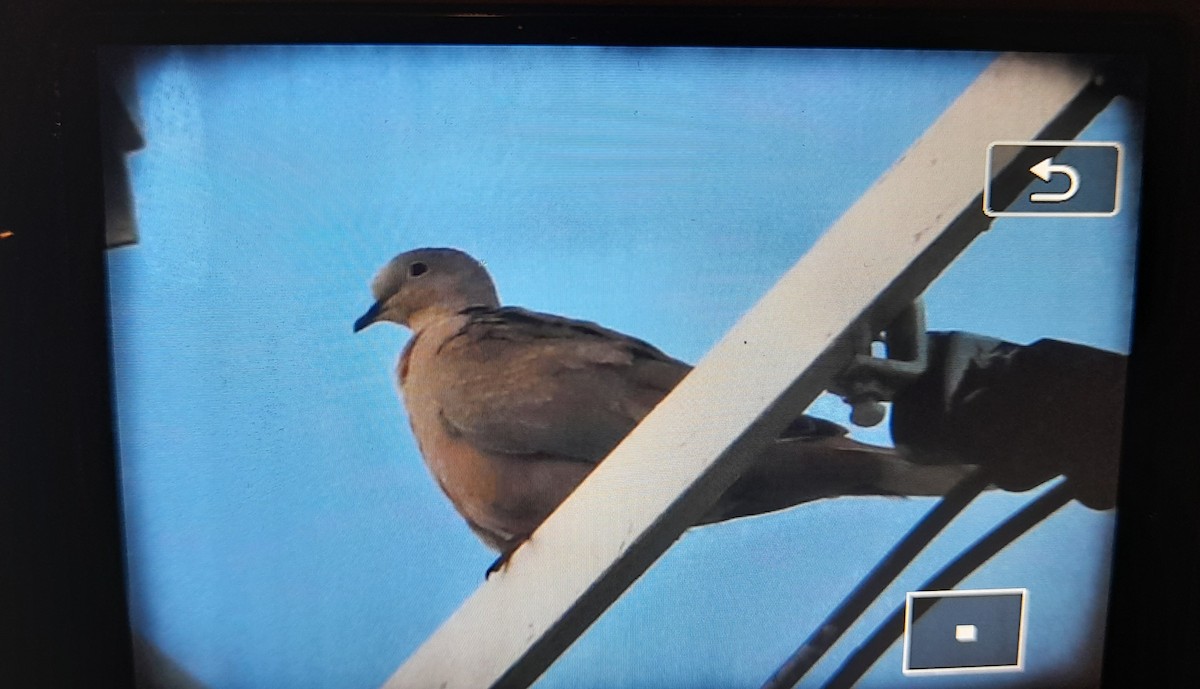 Eurasian Collared-Dove - ML448720331