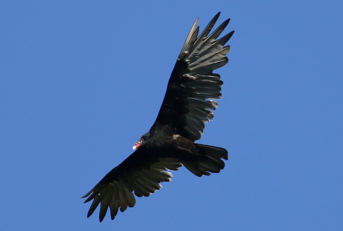 Turkey Vulture - Keith Lowe