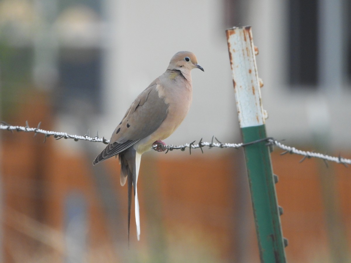 Mourning Dove - Jeff Percell