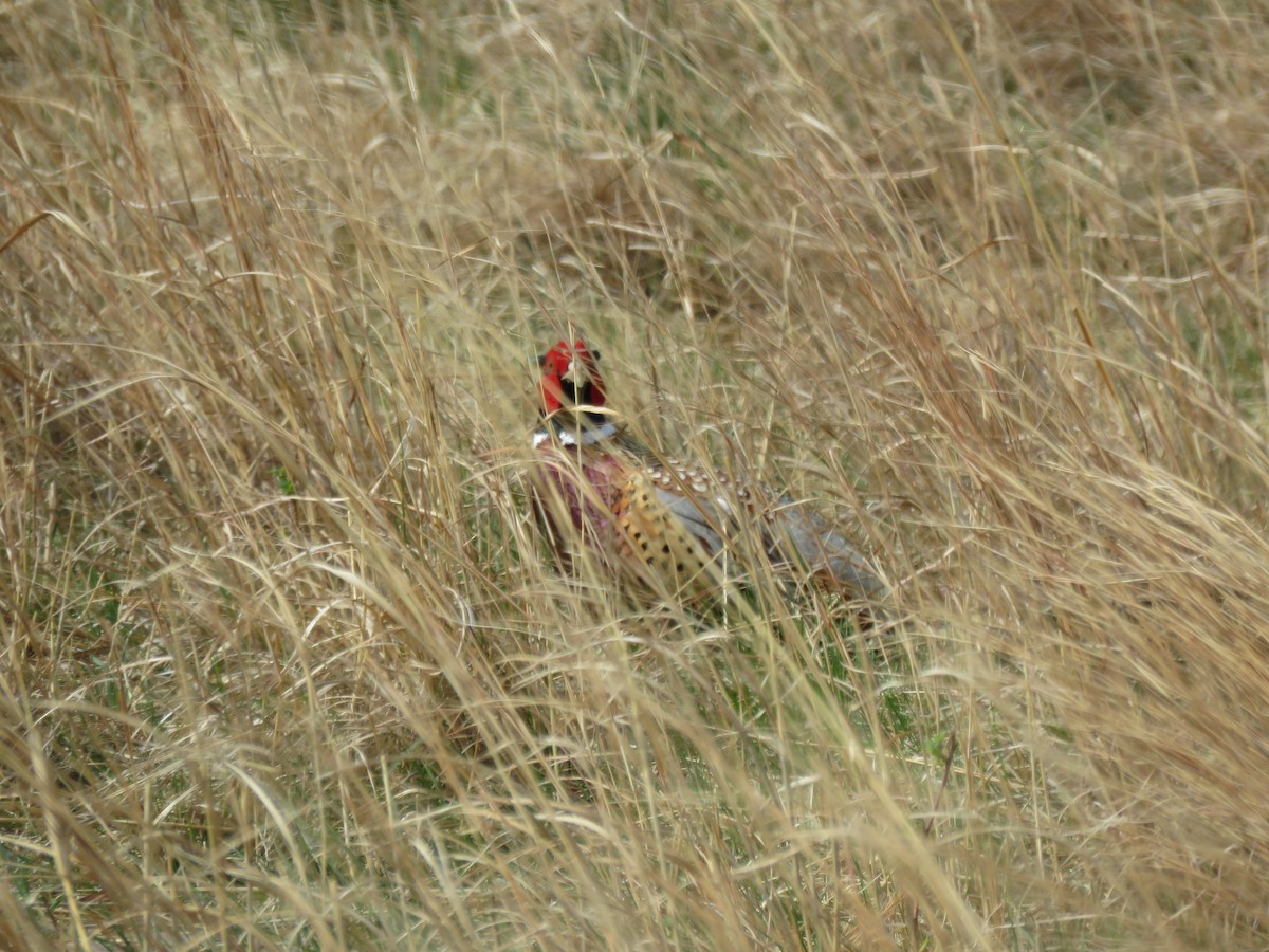 eBird Checklist 14 May 2022 Big Alkali Lake WMA 21 species