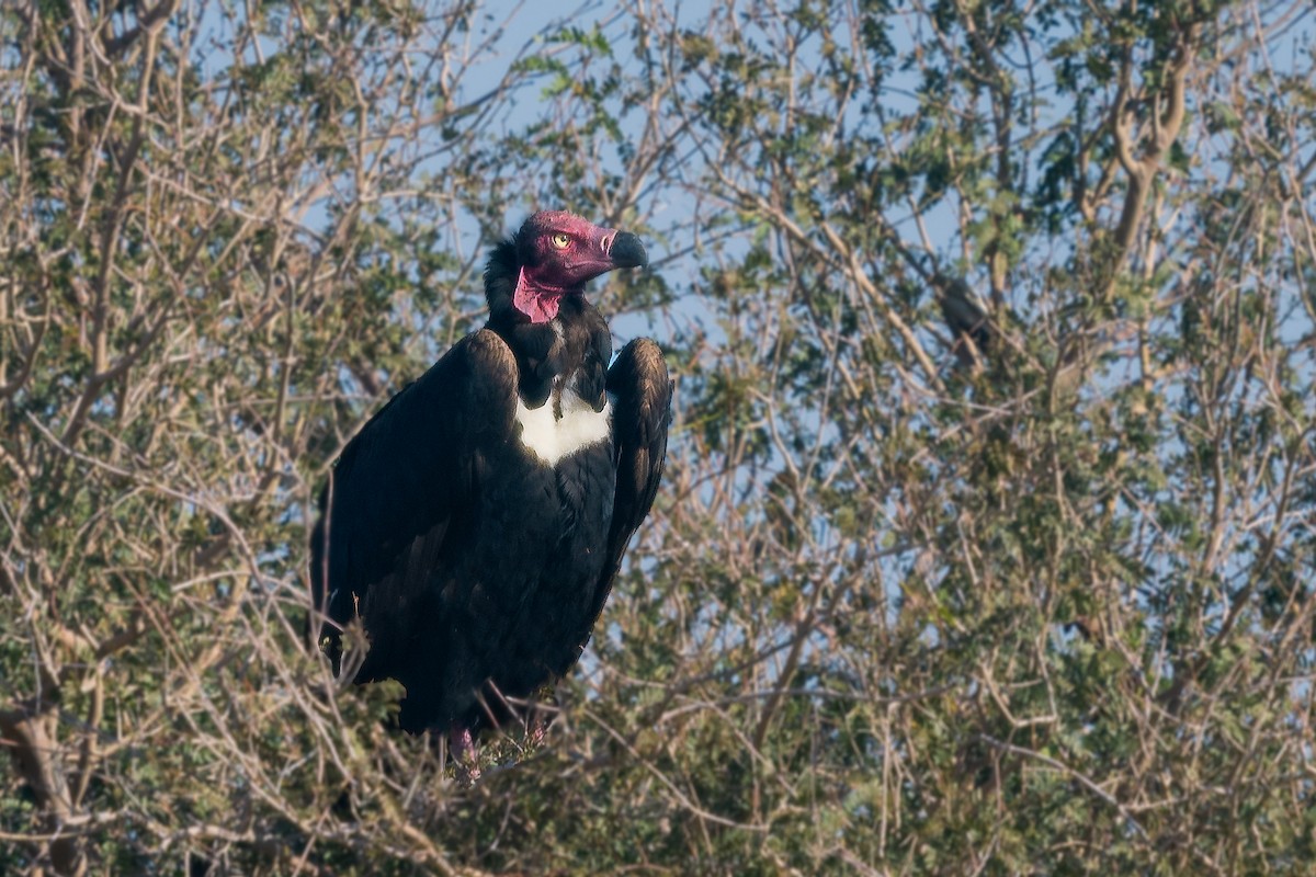 Red-headed Vulture - ML448735641