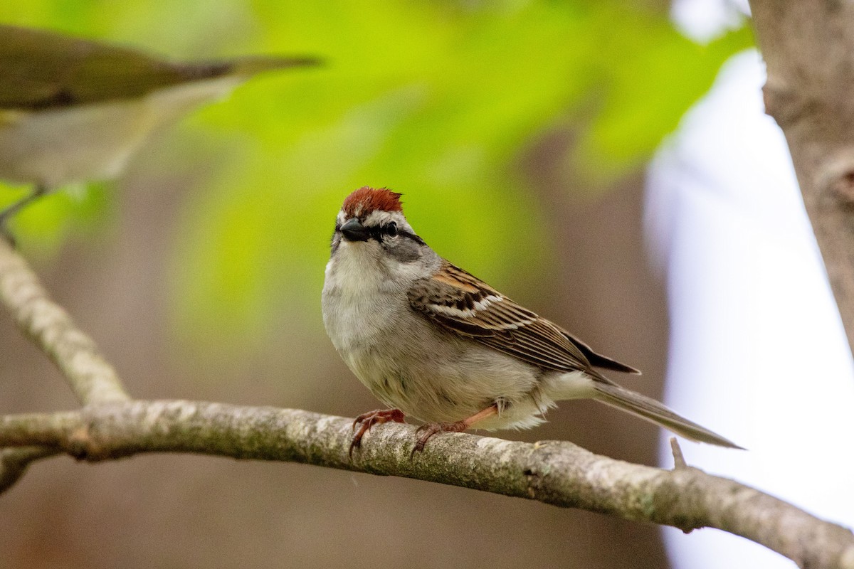 Chipping Sparrow - Steven Wang