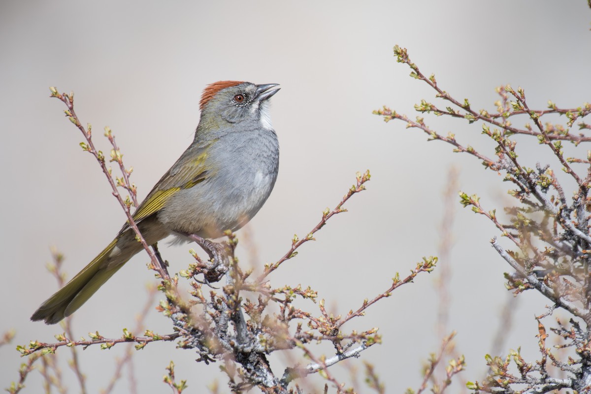 Green-tailed Towhee ML448738191