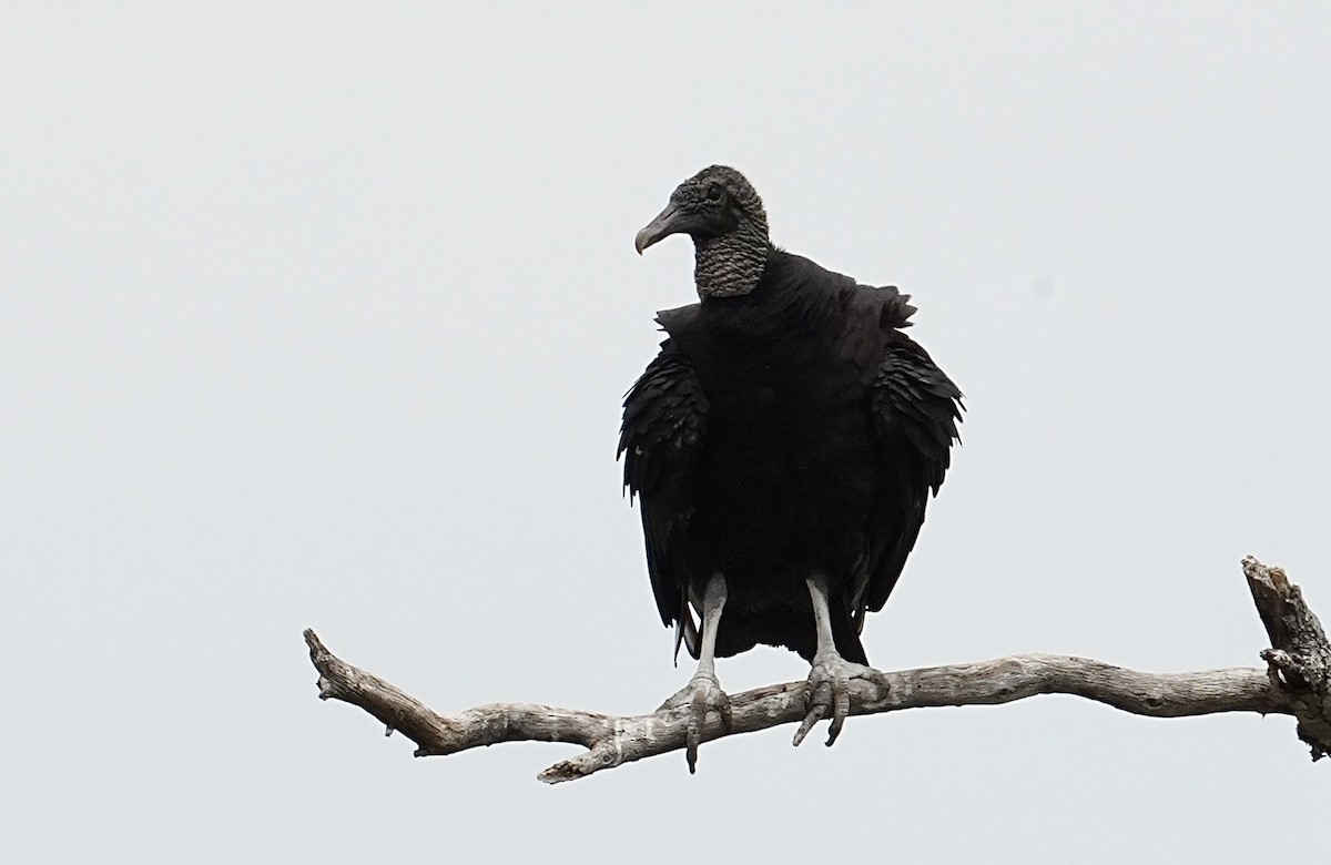 Black Vulture - ML448739031
