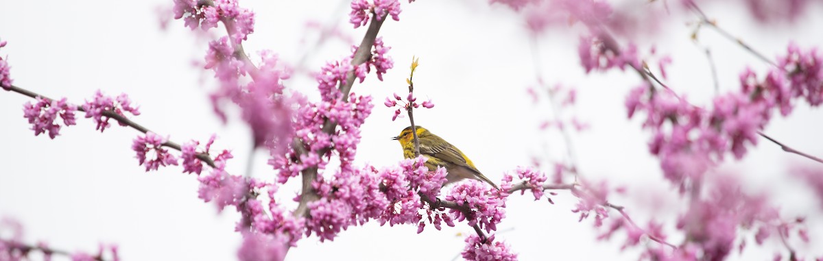 Cape May Warbler - ML448750691