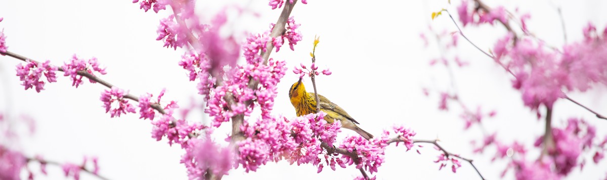 Cape May Warbler - ML448750721