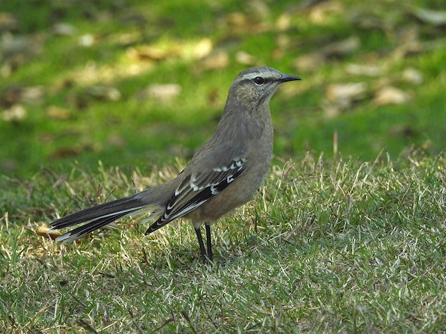 Possible confusion species: Patagonian Mockingbird (<em class="SciName notranslate">Mimus patagonicus</em>). - Patagonian Mockingbird - 