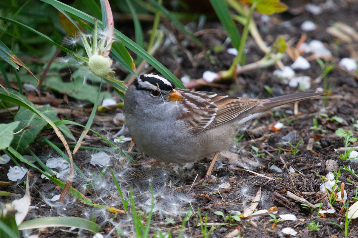 White-crowned Sparrow - ML448759411