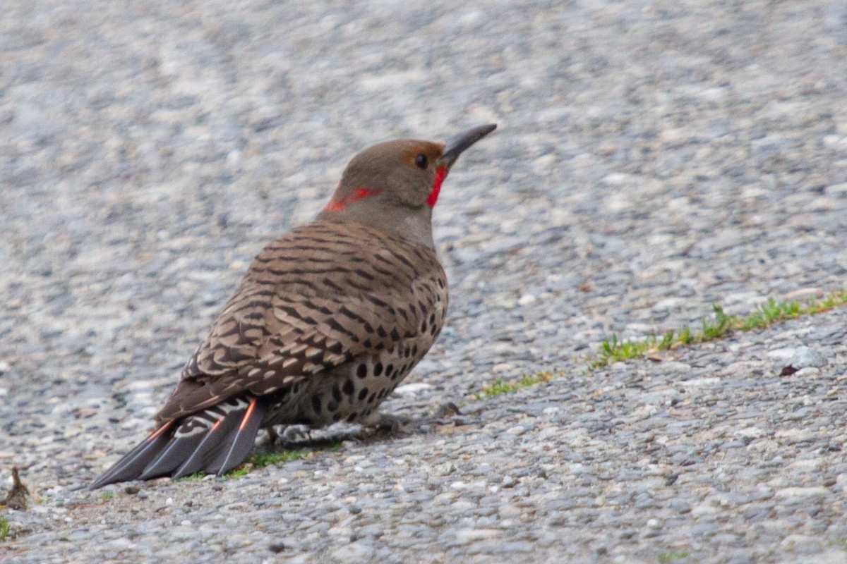 Northern Flicker (Yellow-shafted x Red-shafted) - ML448761921