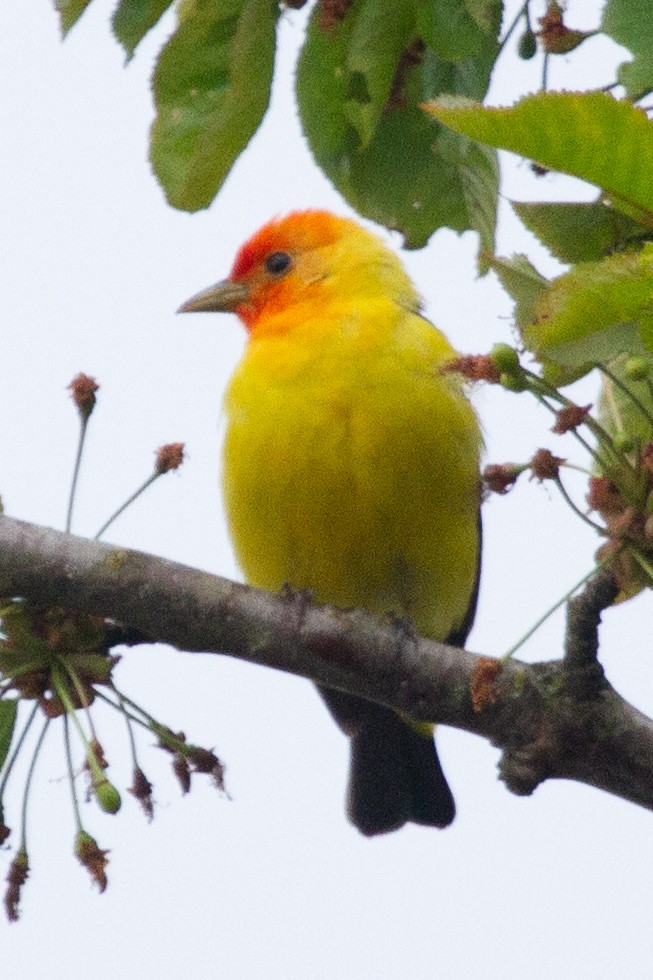 Western Tanager - ML448761931