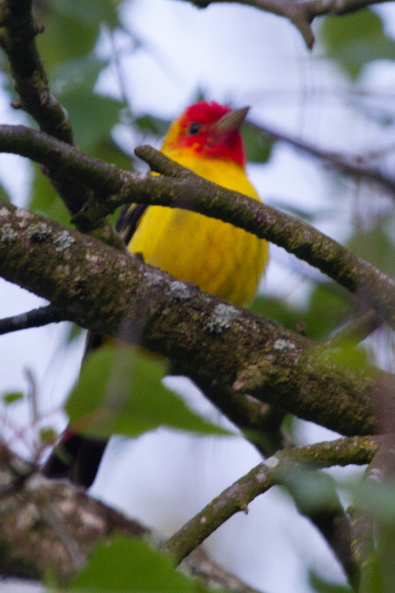Western Tanager - ML448762791