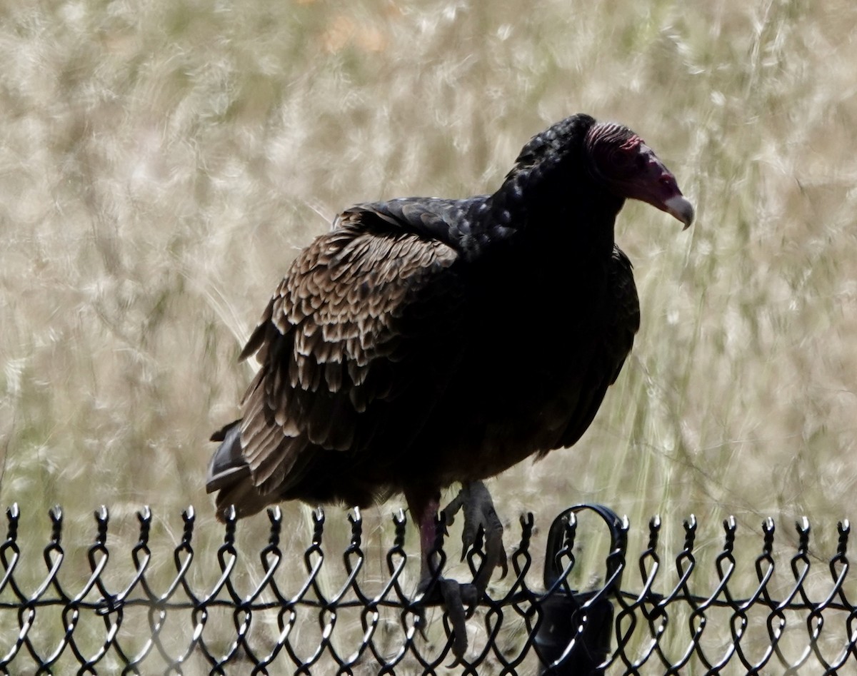 Turkey Vulture - ML448762801
