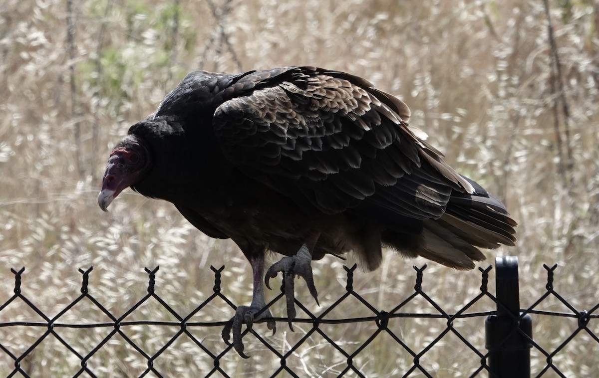 Turkey Vulture - ML448762821