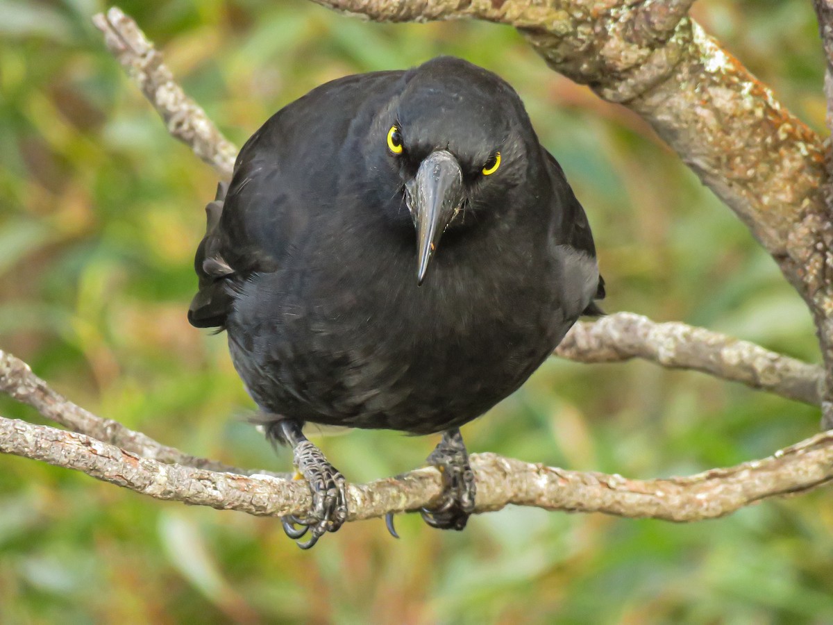 Pied Currawong - ML448767511