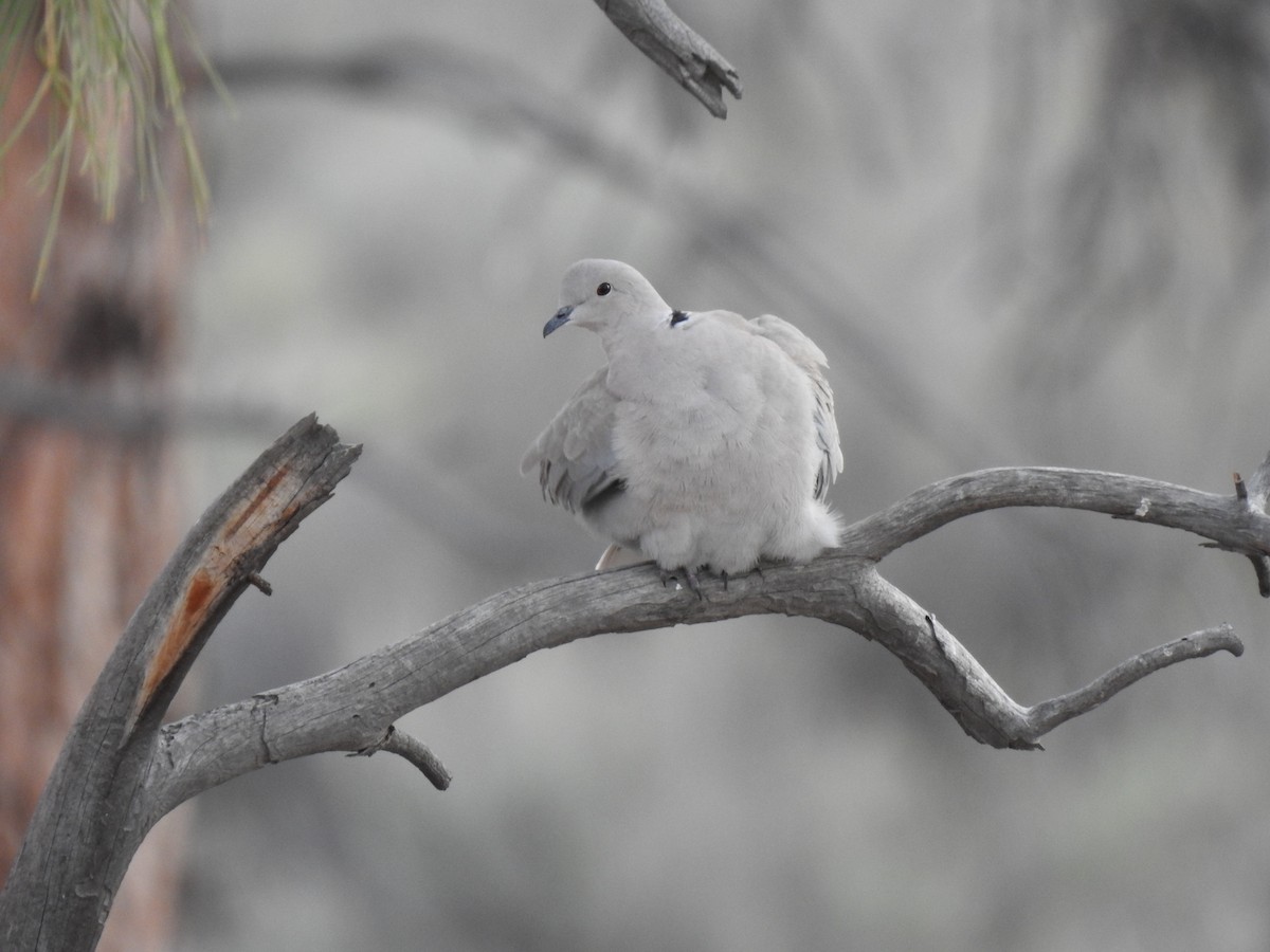 Eurasian Collared-Dove - Brandon  Reishus