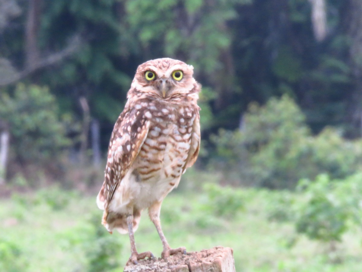 Burrowing Owl - ML448770851