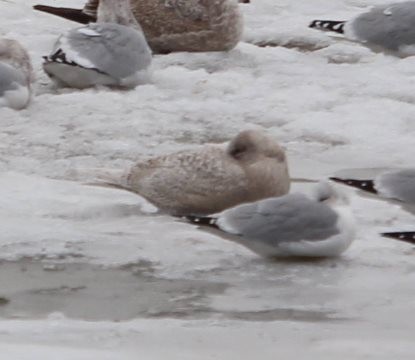 Iceland Gull (kumlieni/glaucoides) - Burke Korol